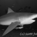 shark_bull_1d_srmr_beqa_h_0125_fij6231.jpg